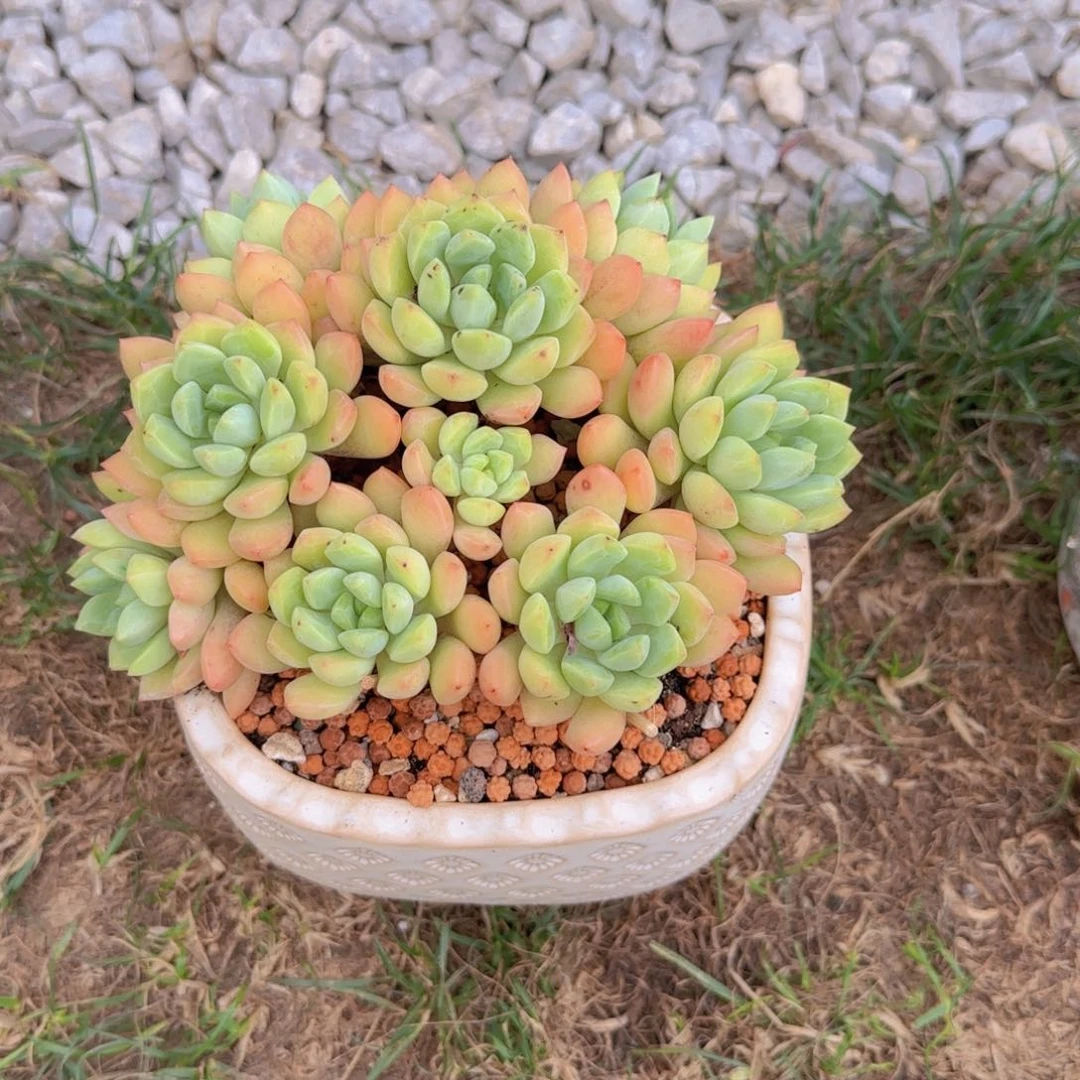 香草玛利亚多肉植物 000