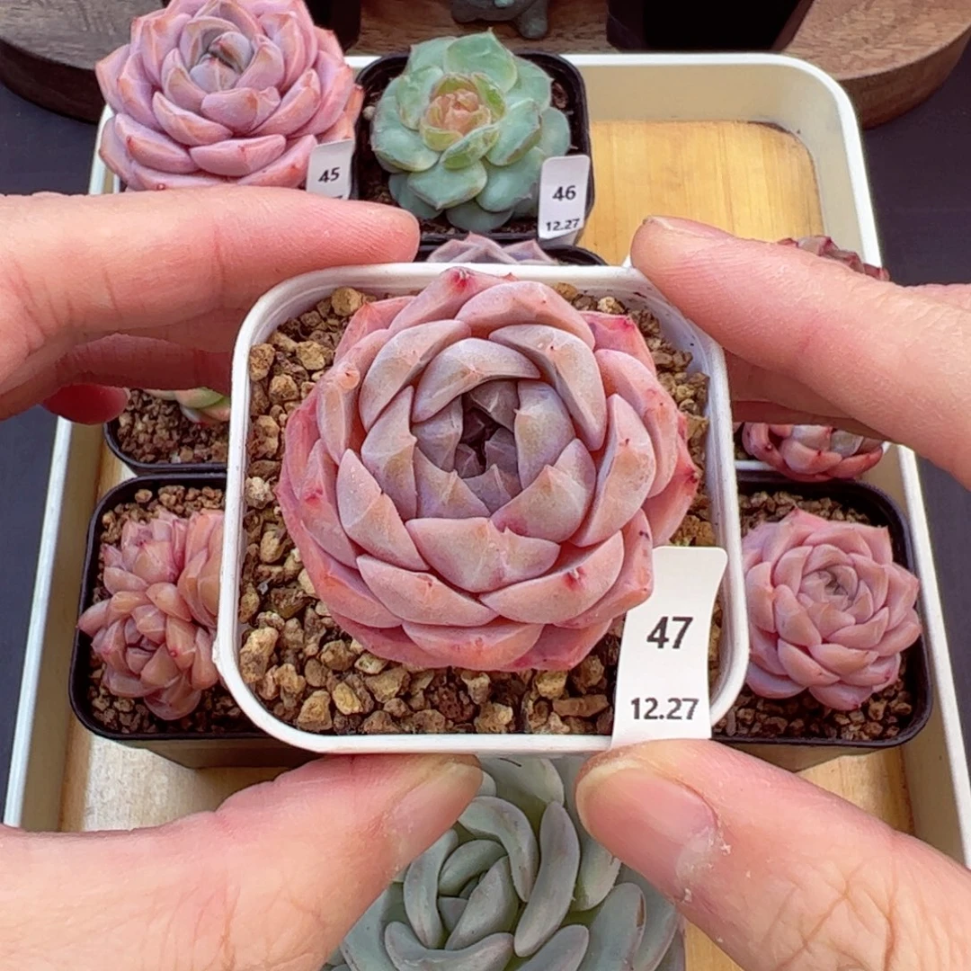 好好看47、哈哈哈哈