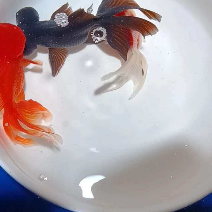 【闪购商品】33333333