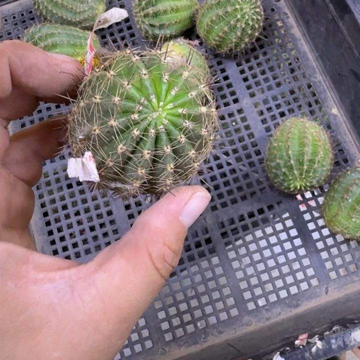 359彩草月光雪山歪无根侧牙4公分左右，20包邮