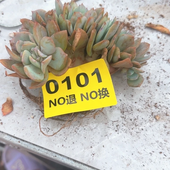 101血凤板子缀化群