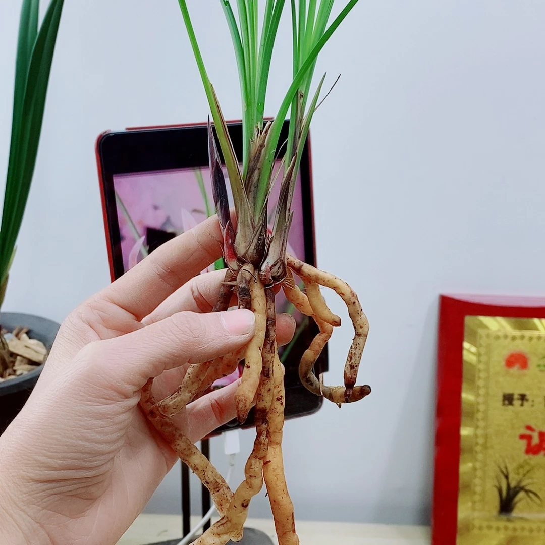 少量花朵（建议范围：2朵-5朵 或40%以下）