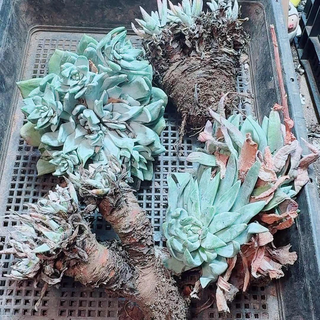 6177瑕疵框拍不售后