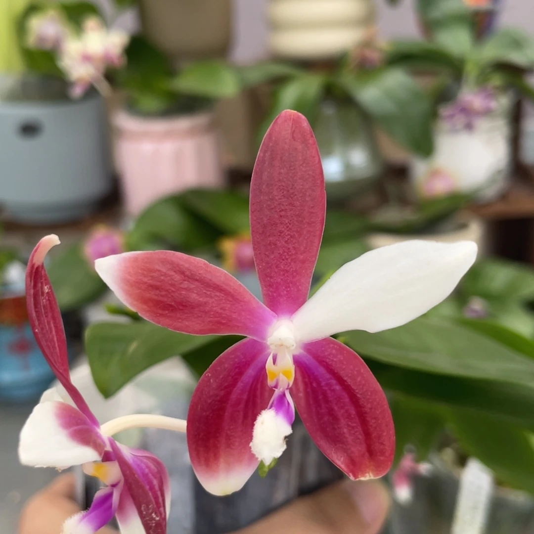 完全开放红熊猫交铁爪，4寸杯开花株