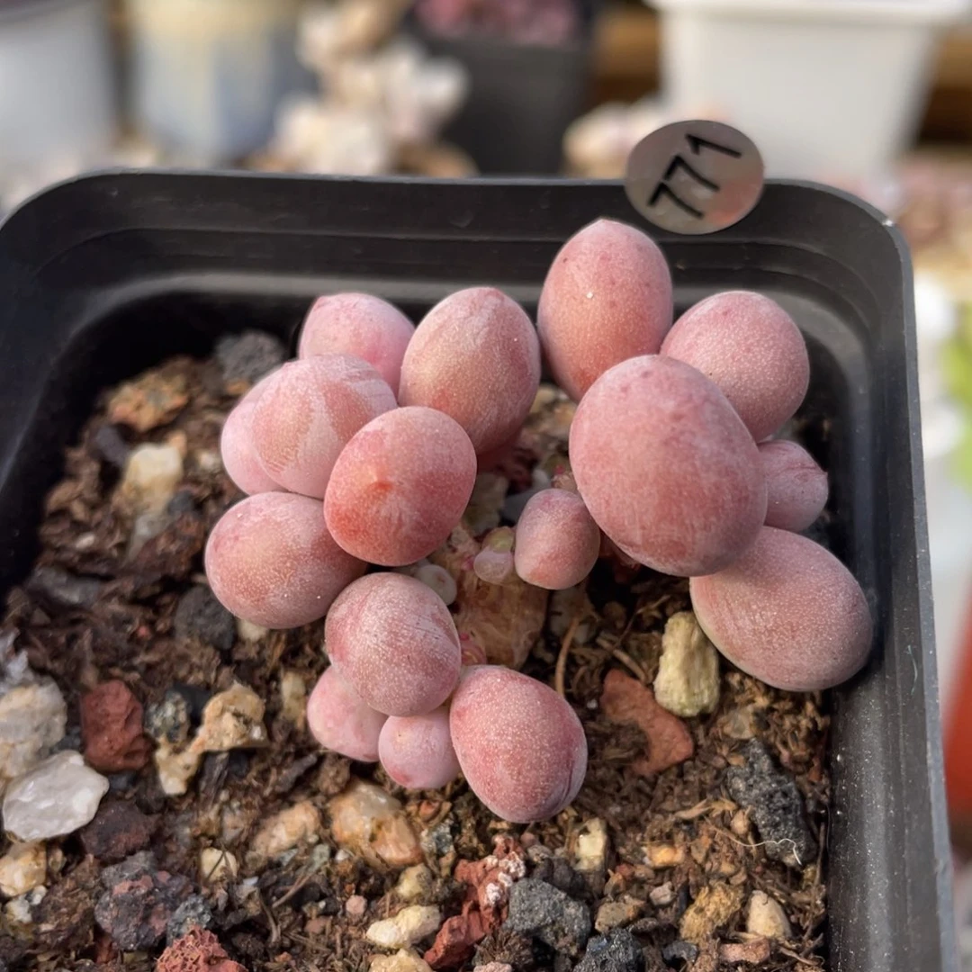 桃花奶酪多肉植物