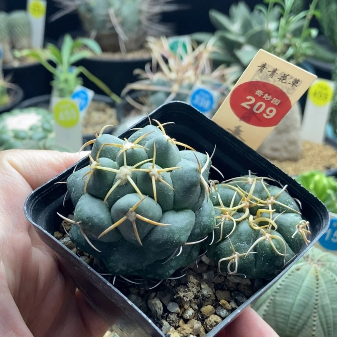 安宅象牙加冢原海王一颗仙人球