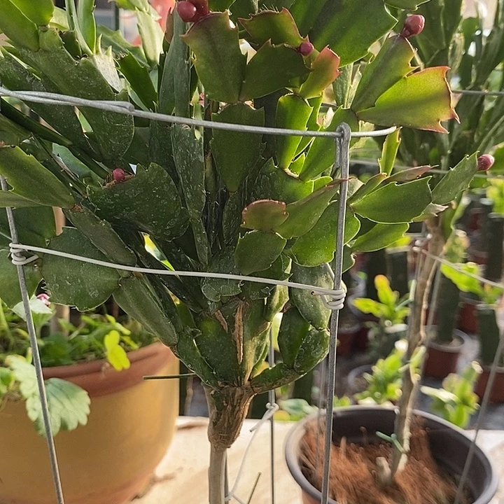 小***草无花朵叶仙嫁接一物一拍福利
