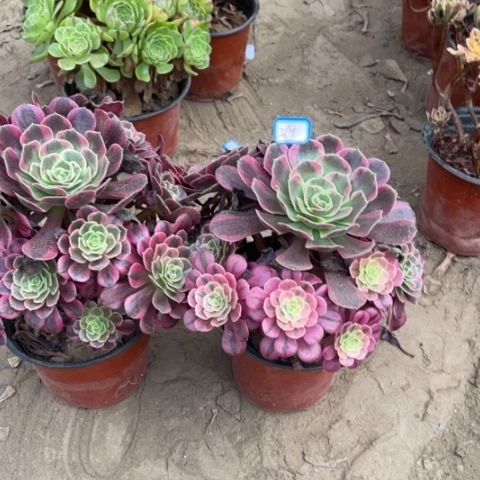 264多肉植物组合，