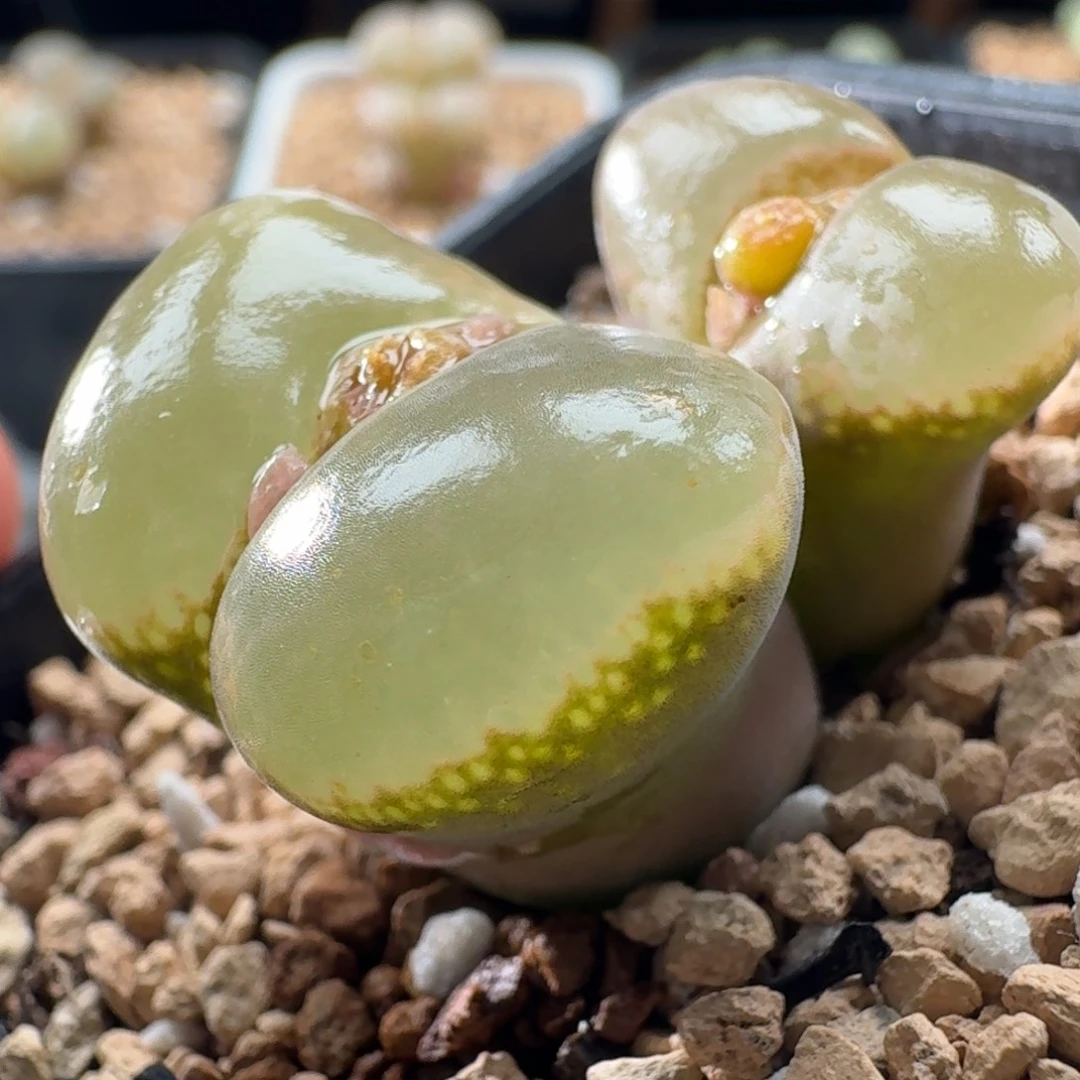 3634风铃玉肉锥植物