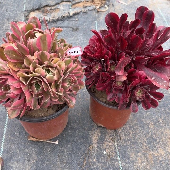 1-10美杜莎加女巫无售后