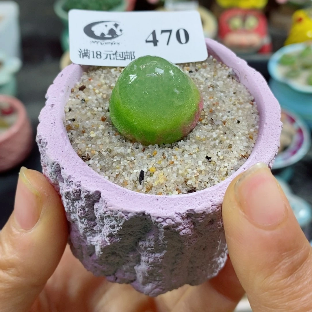 生石花花花哈哈哈哈哈哈470