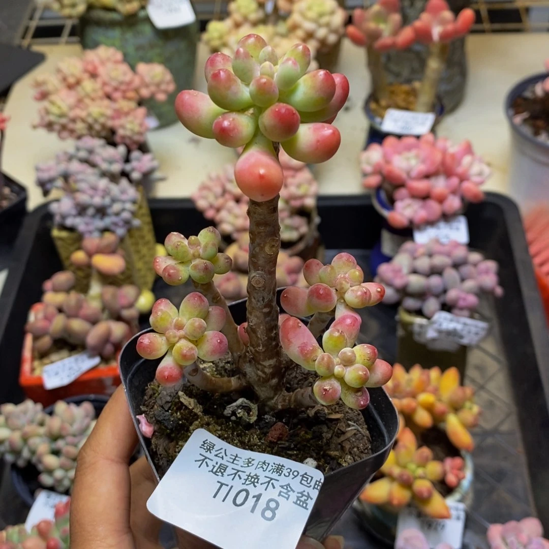 018派大星多肉5c m