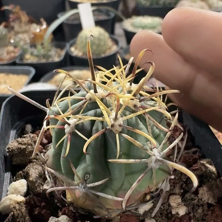 庆松玉实生仙人球