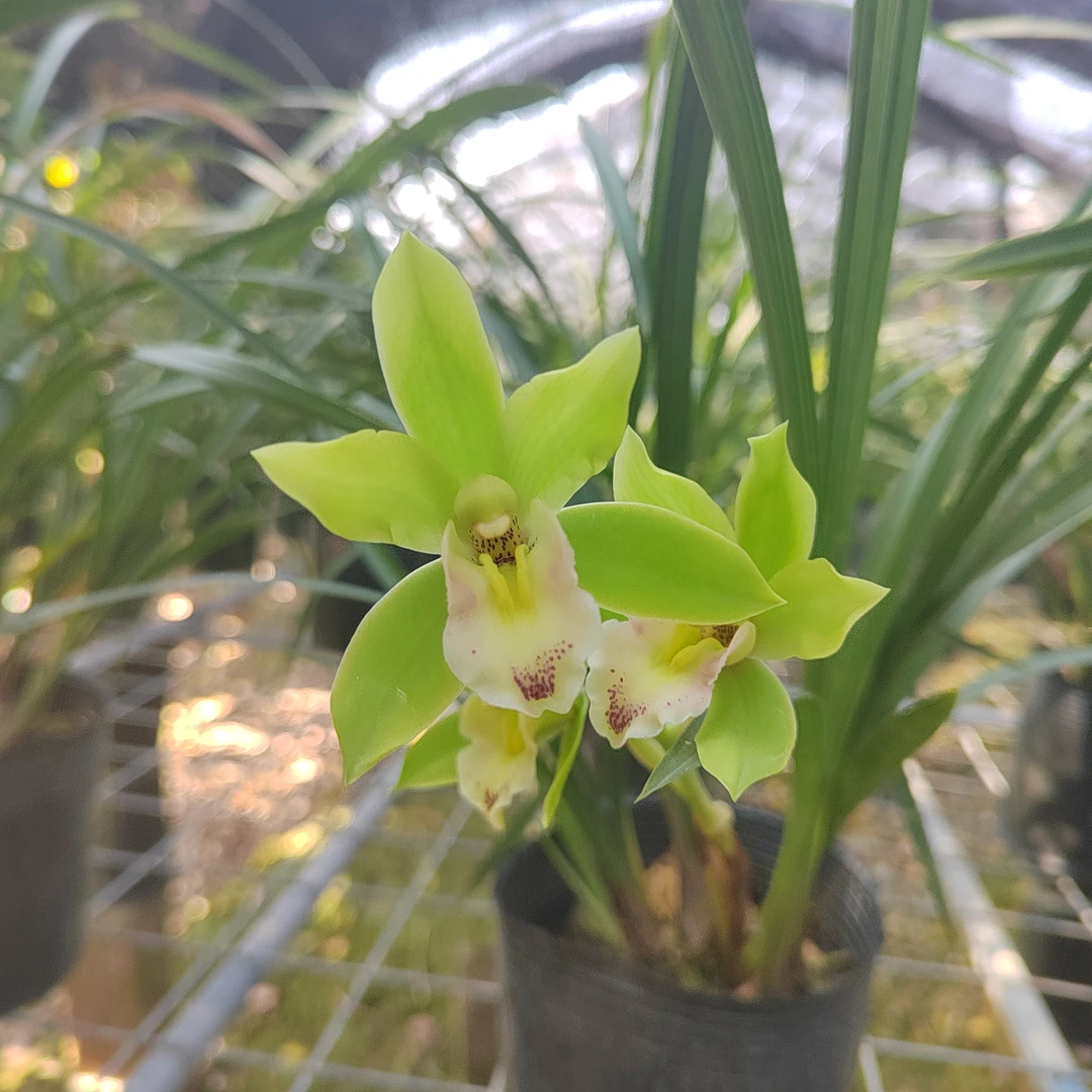 蕙兰：晓玉荷新品大花荷瓣