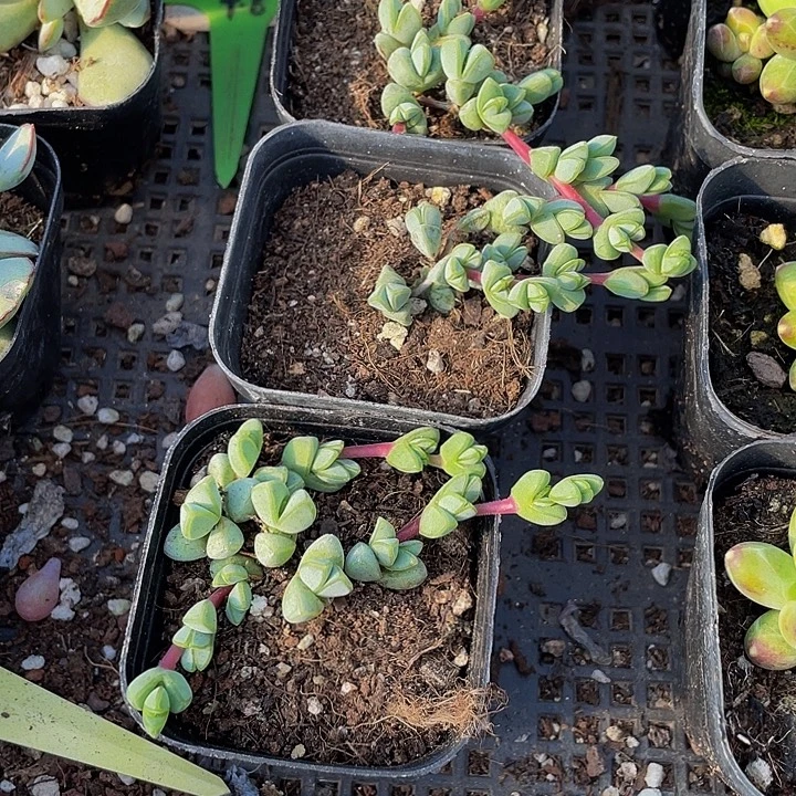 碧玉连带盆土发货