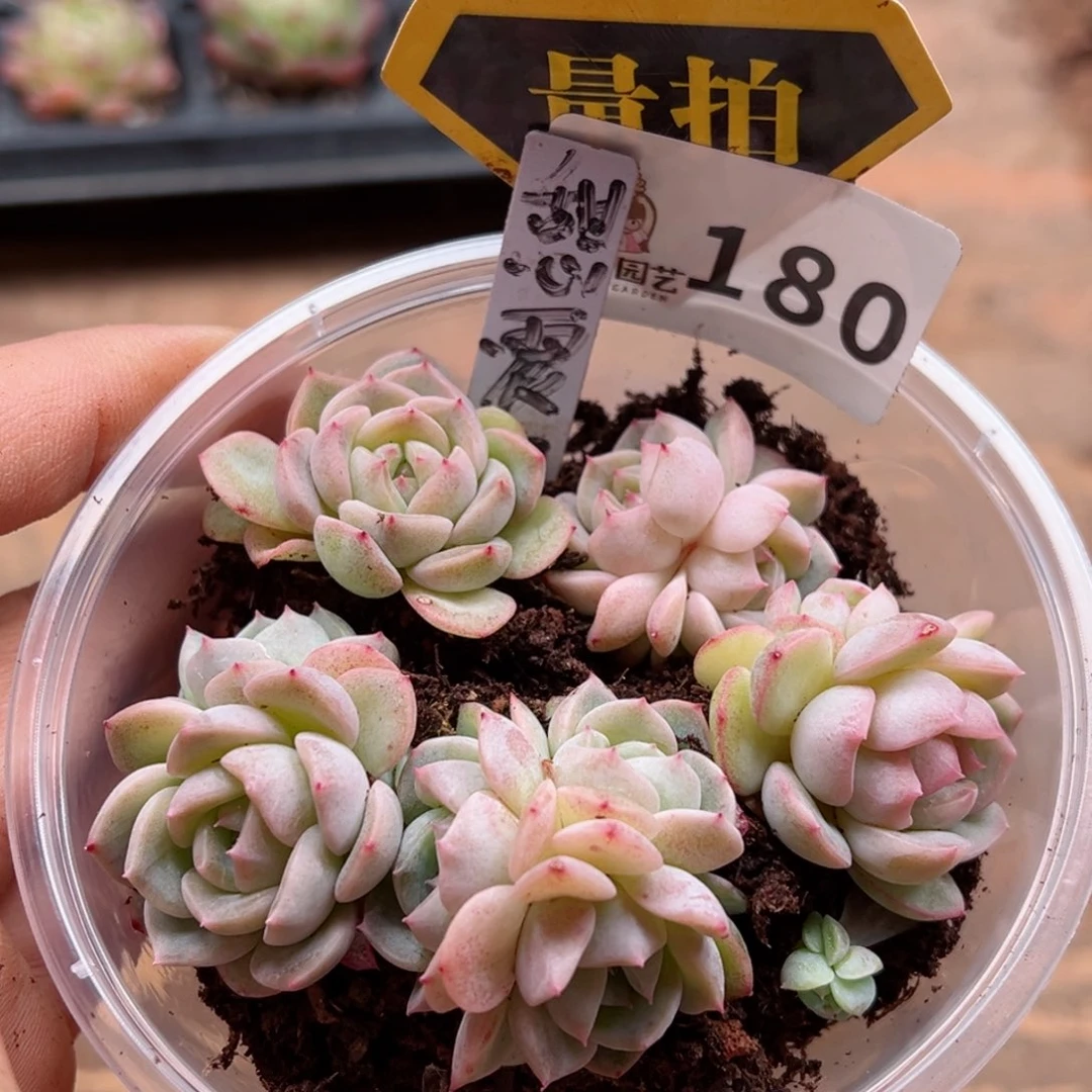 多肉植物多肉植物