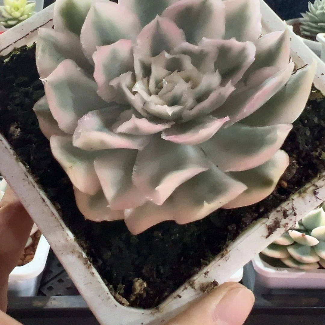 44号紫蝴蝶锦多肉植物