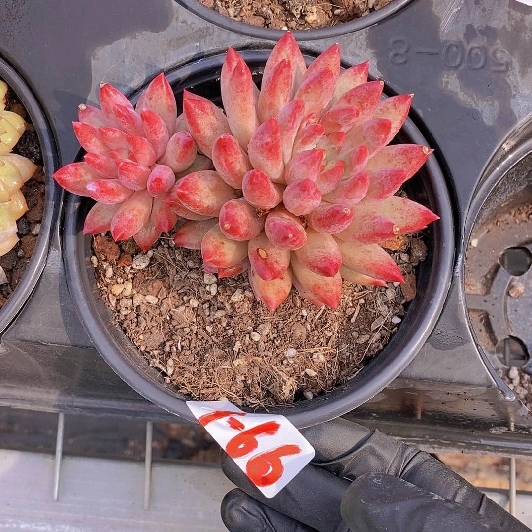 品****店9-66- 专拍 微瑕虞美人双头福利一颗 慎拍