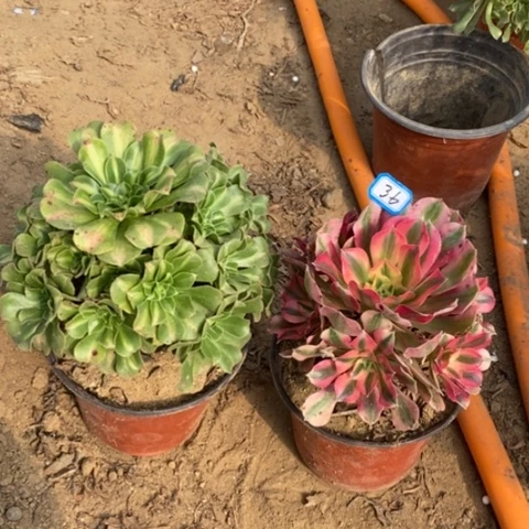 两颗法师一物一拍