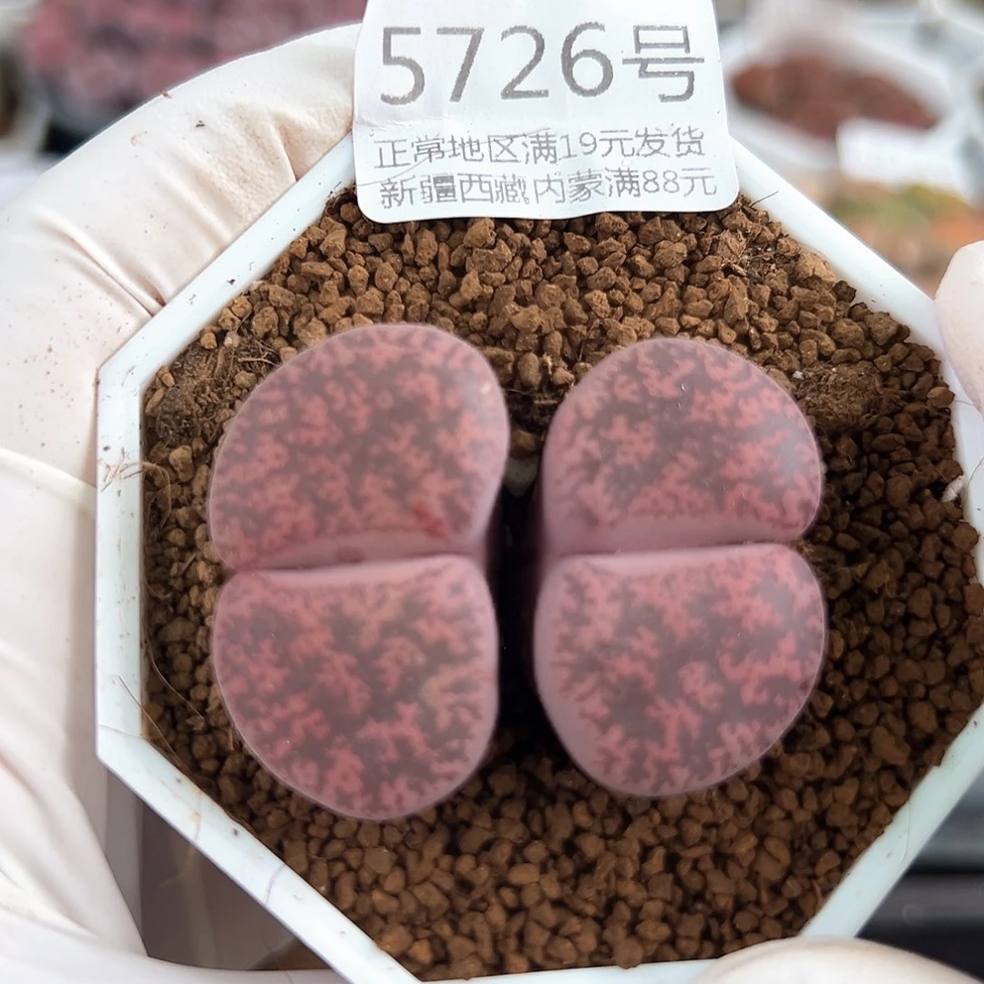 5726 好养易活生石花大母本