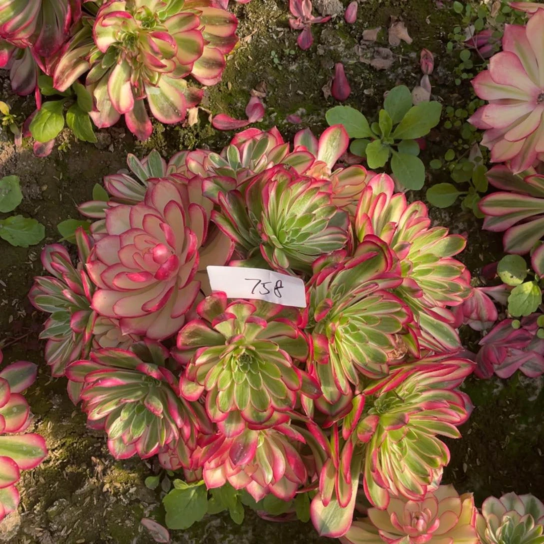 老五多肉758111111