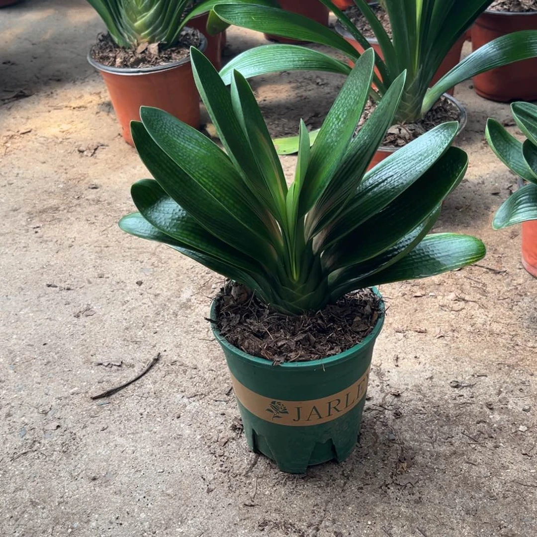 当前无花栽培后可以开花