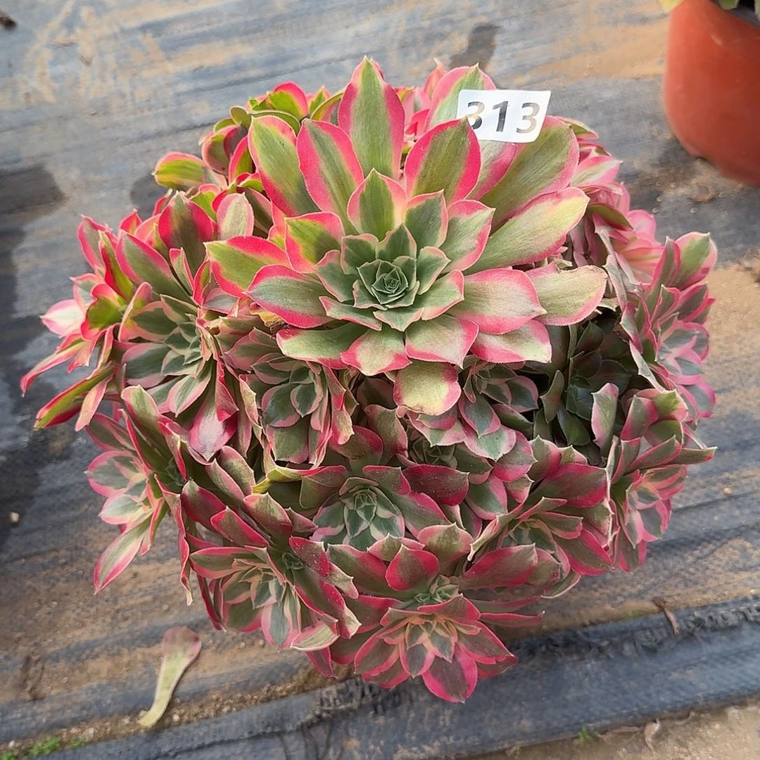多肉植物叶罗子313