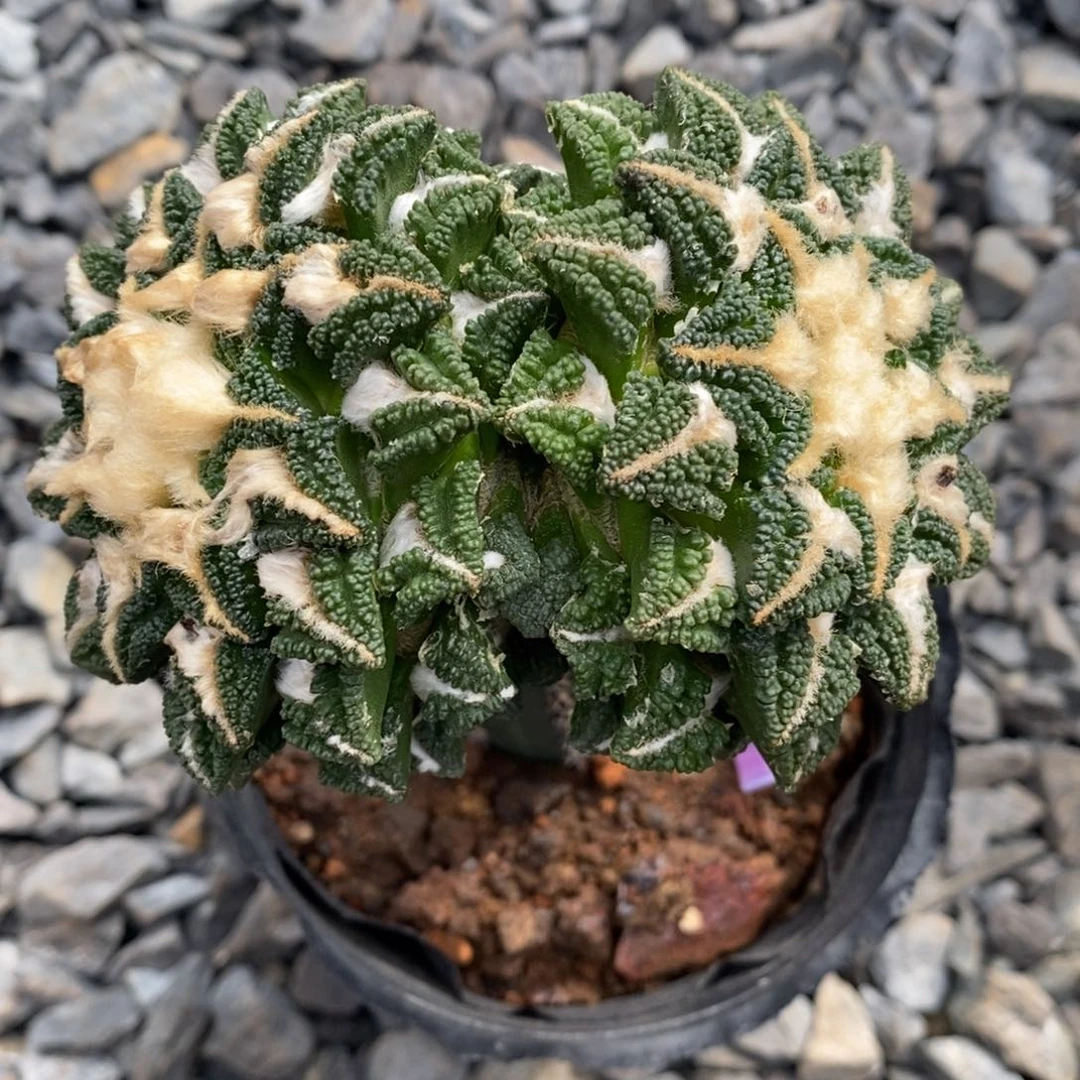 双头辛顿黑牡丹11.8cm