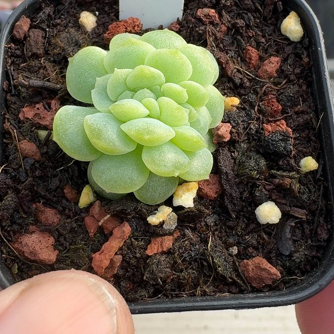 3号无尽灯缀化一棵888