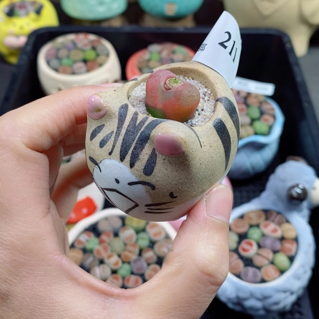 生石花花花花花211