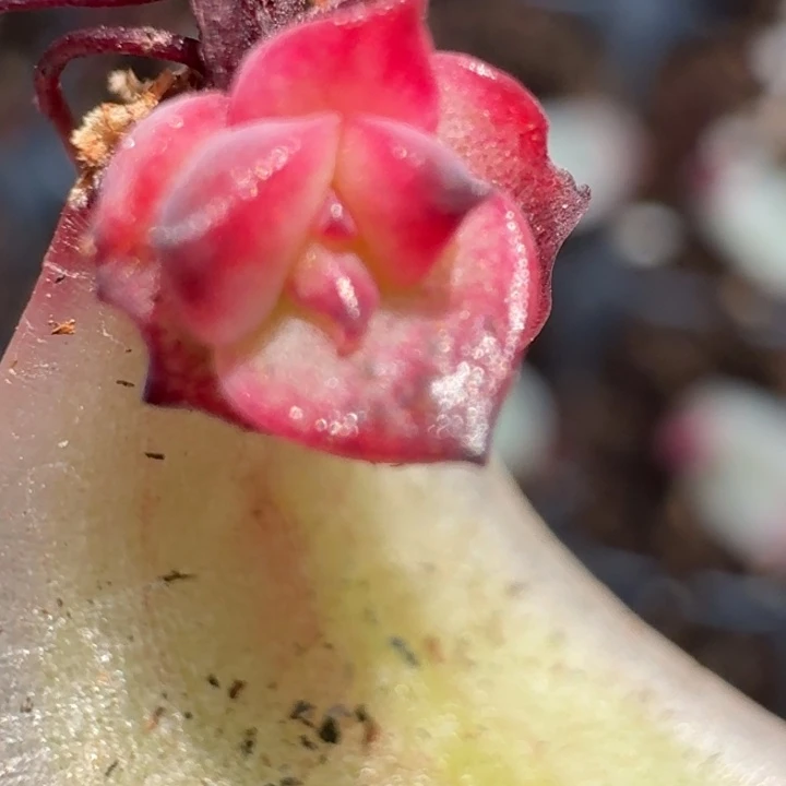 一物一拍好看红色