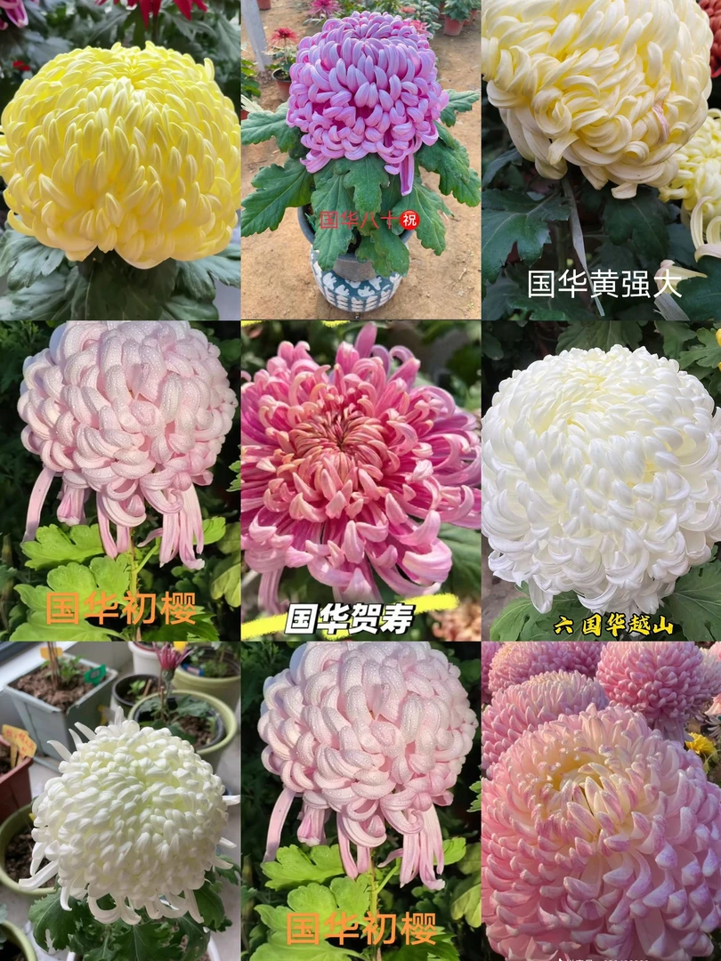 国华系列6颗精品菊花苗
