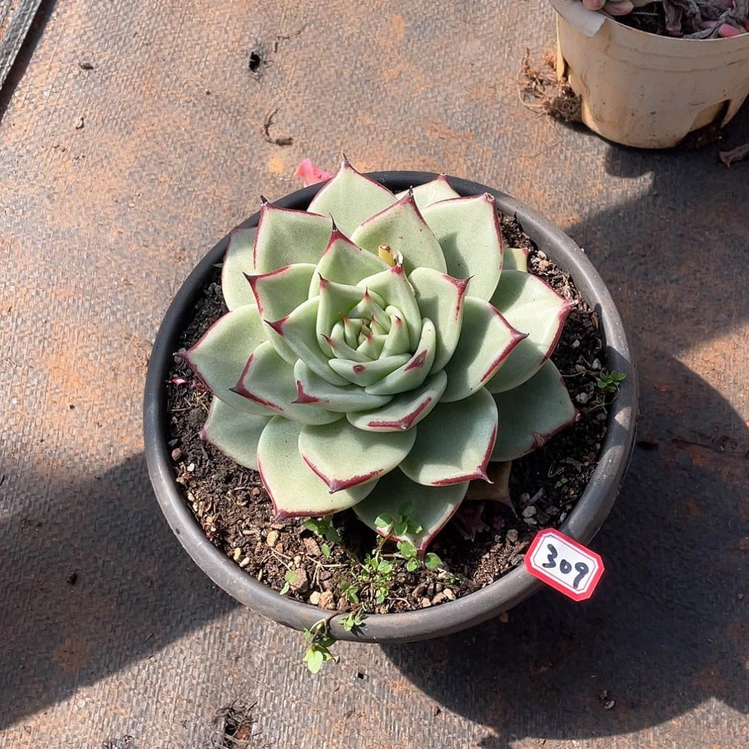 309乌木 一物一拍多肉