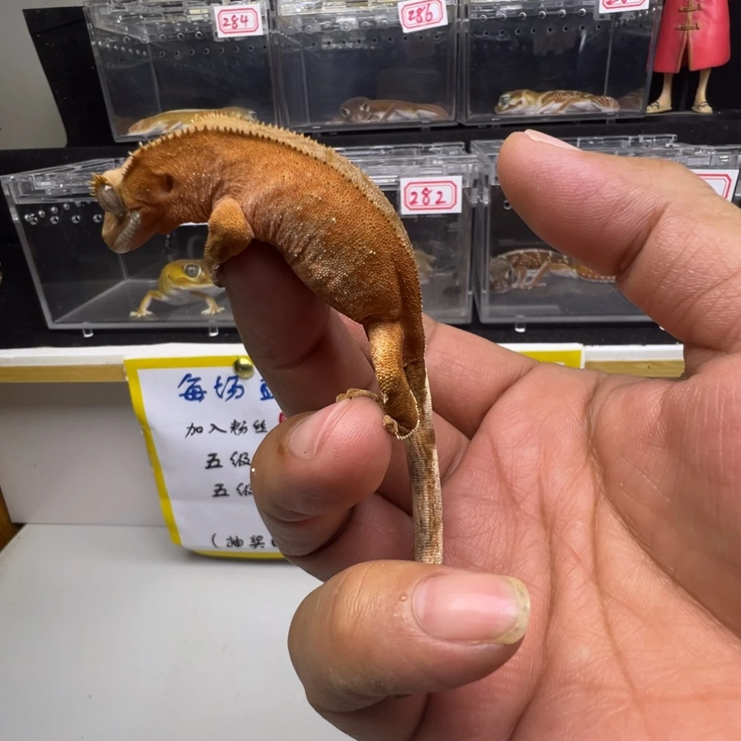 睫角守宫双红波点