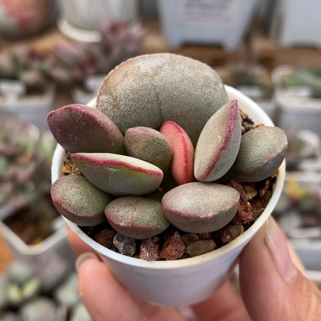 白肌红蛋水泡多肉植物