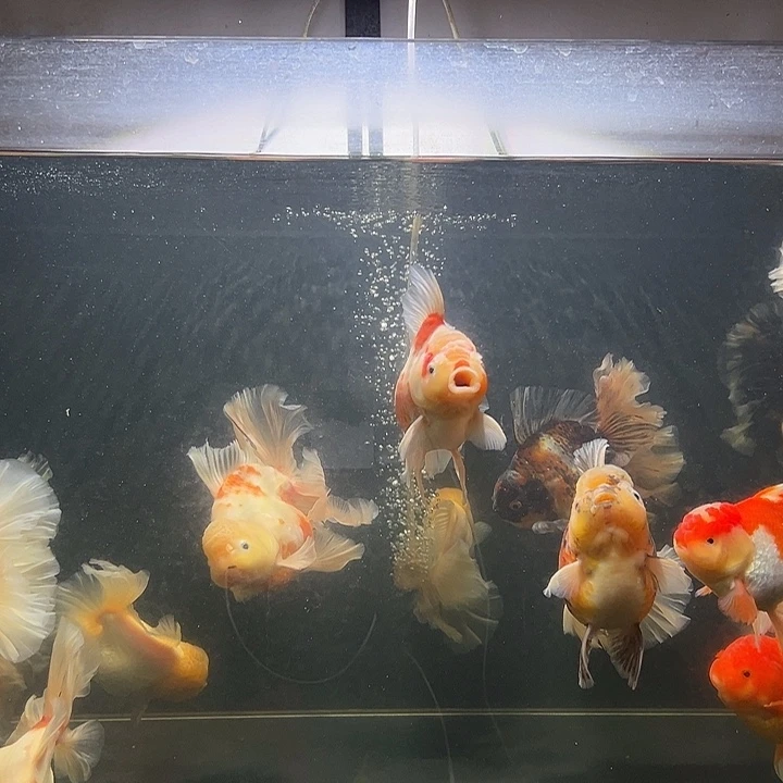 金鱼樱花色淡水金鱼公鱼