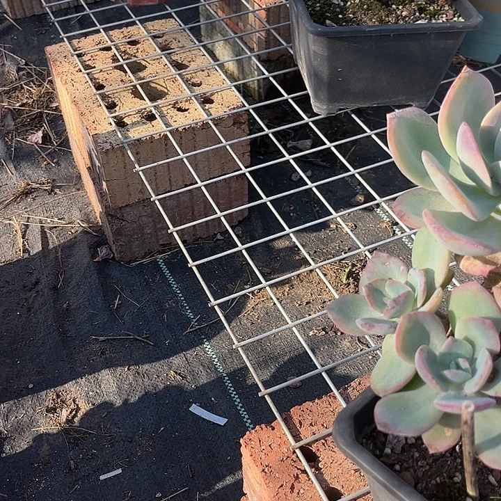 浅***末074不售后白凤脱土发货不退换