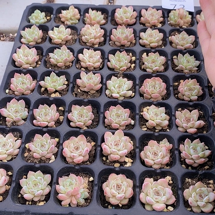 73 多肉植物盆栽植物