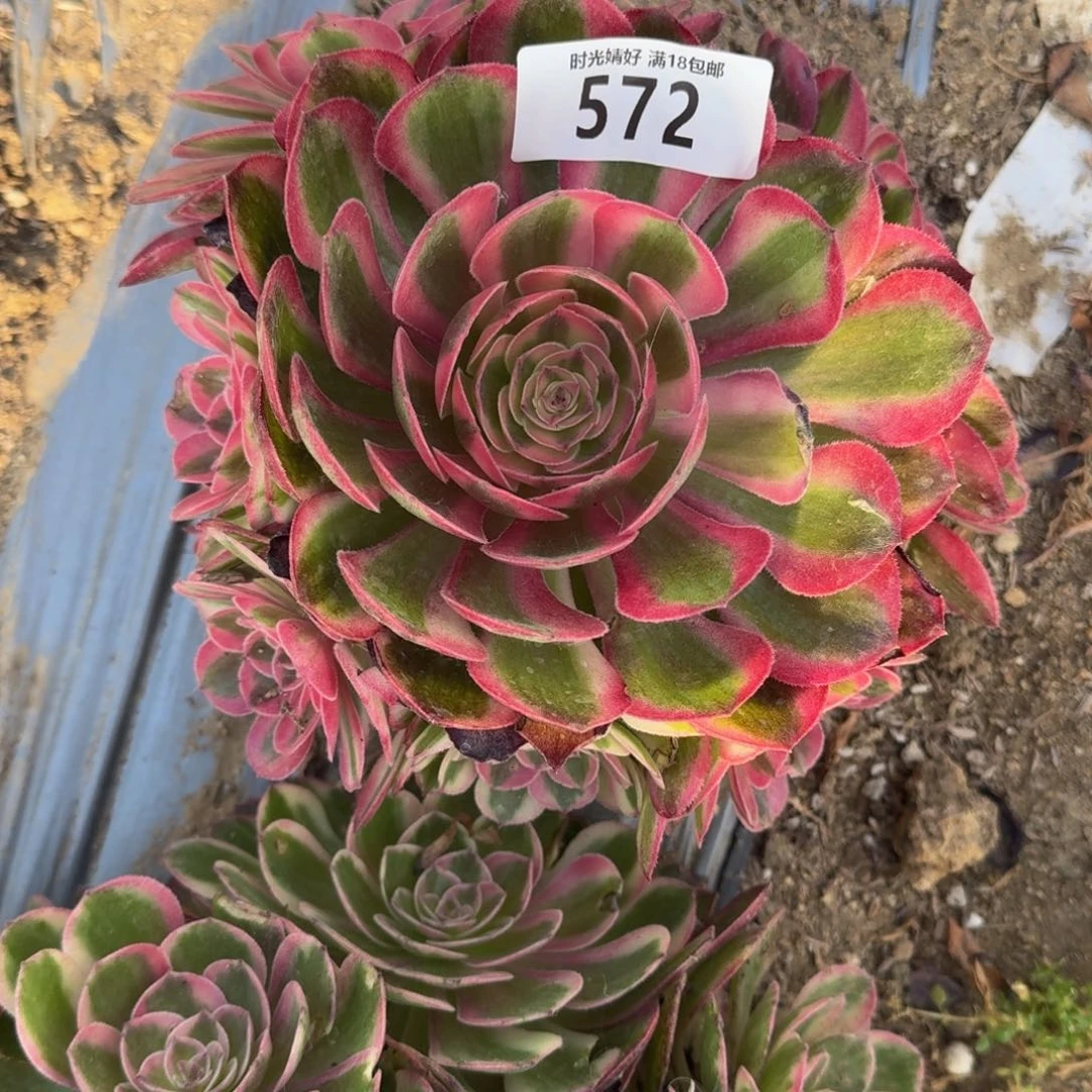 572倾城多肉植物