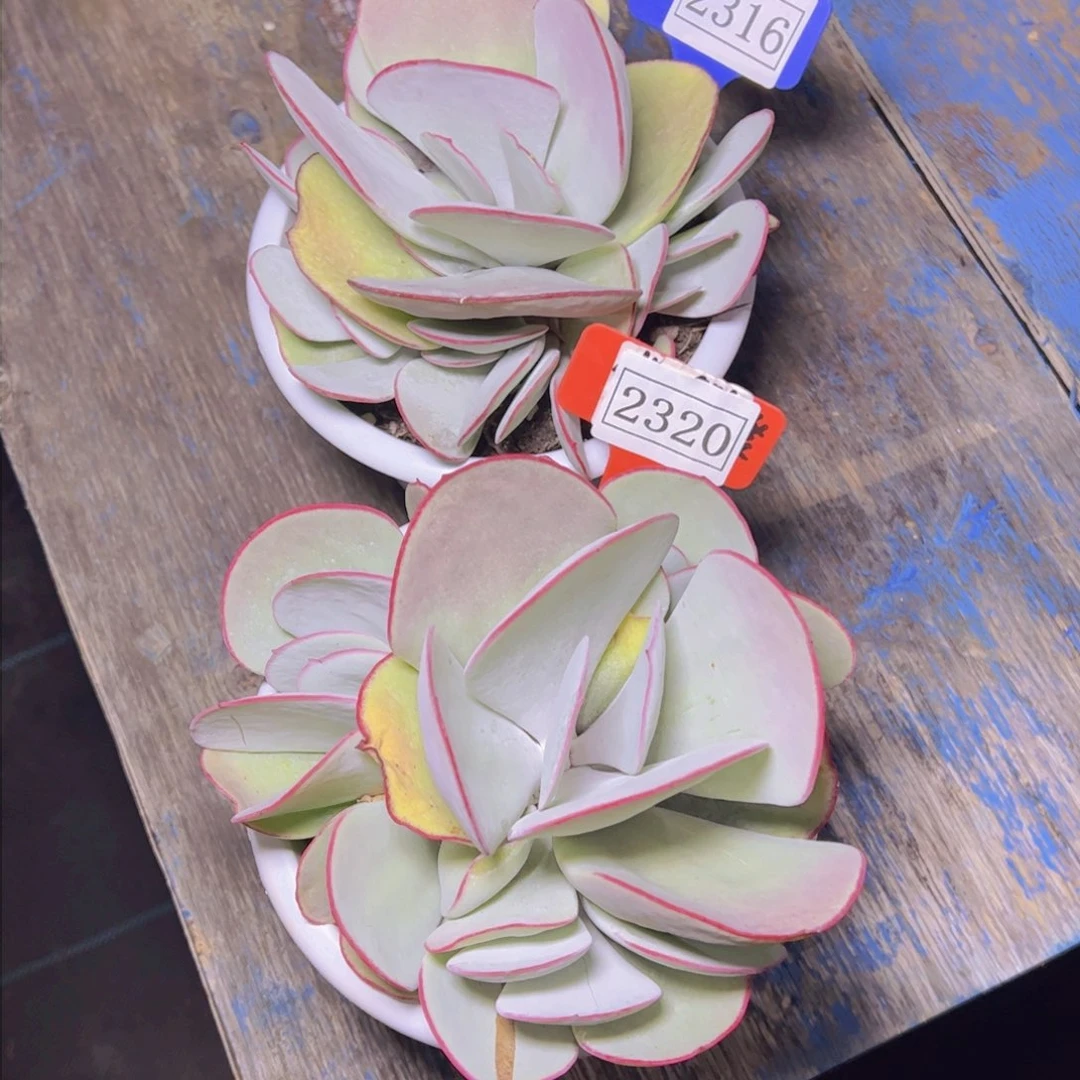 上*菜白眉2316和2320多肉植物