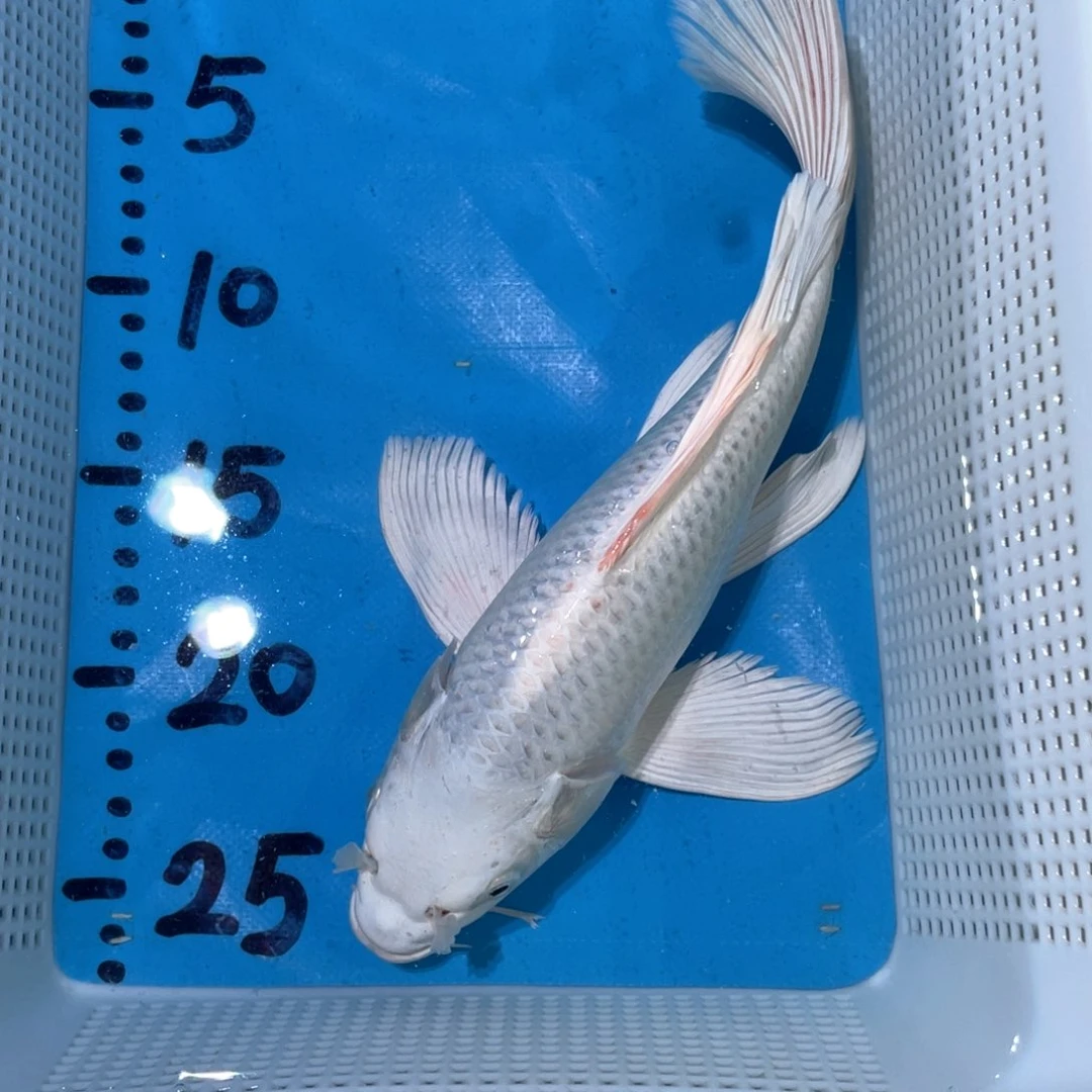 蝴蝶鲤蝴蝶锦鲤锦鲤包邮