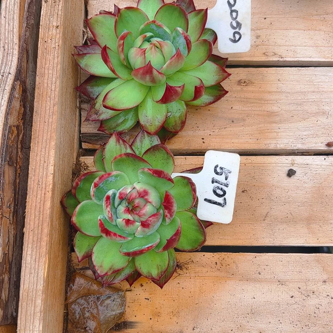 春***春惊鸿仙子2059.5107号