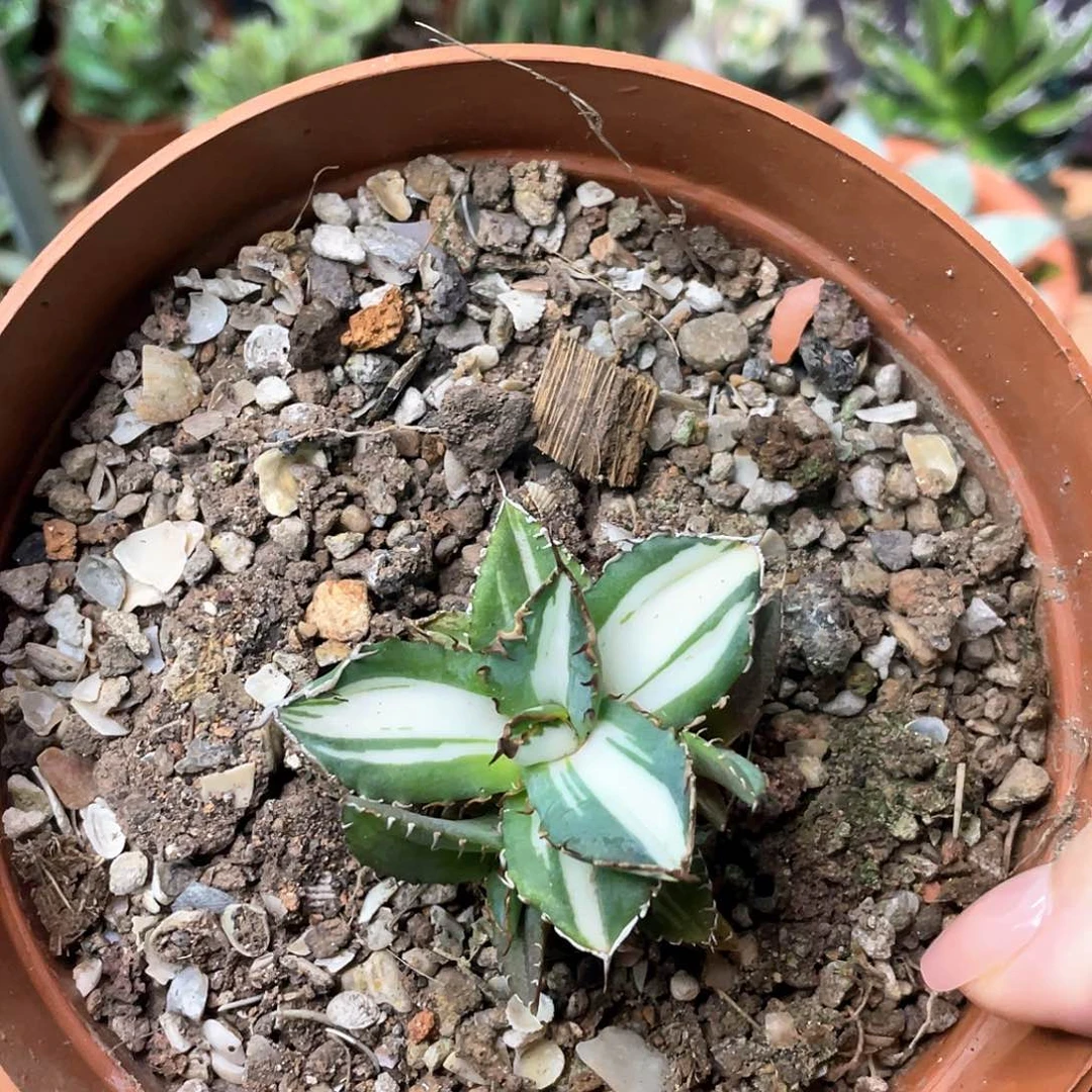 宝珠白中斑龙舌兰