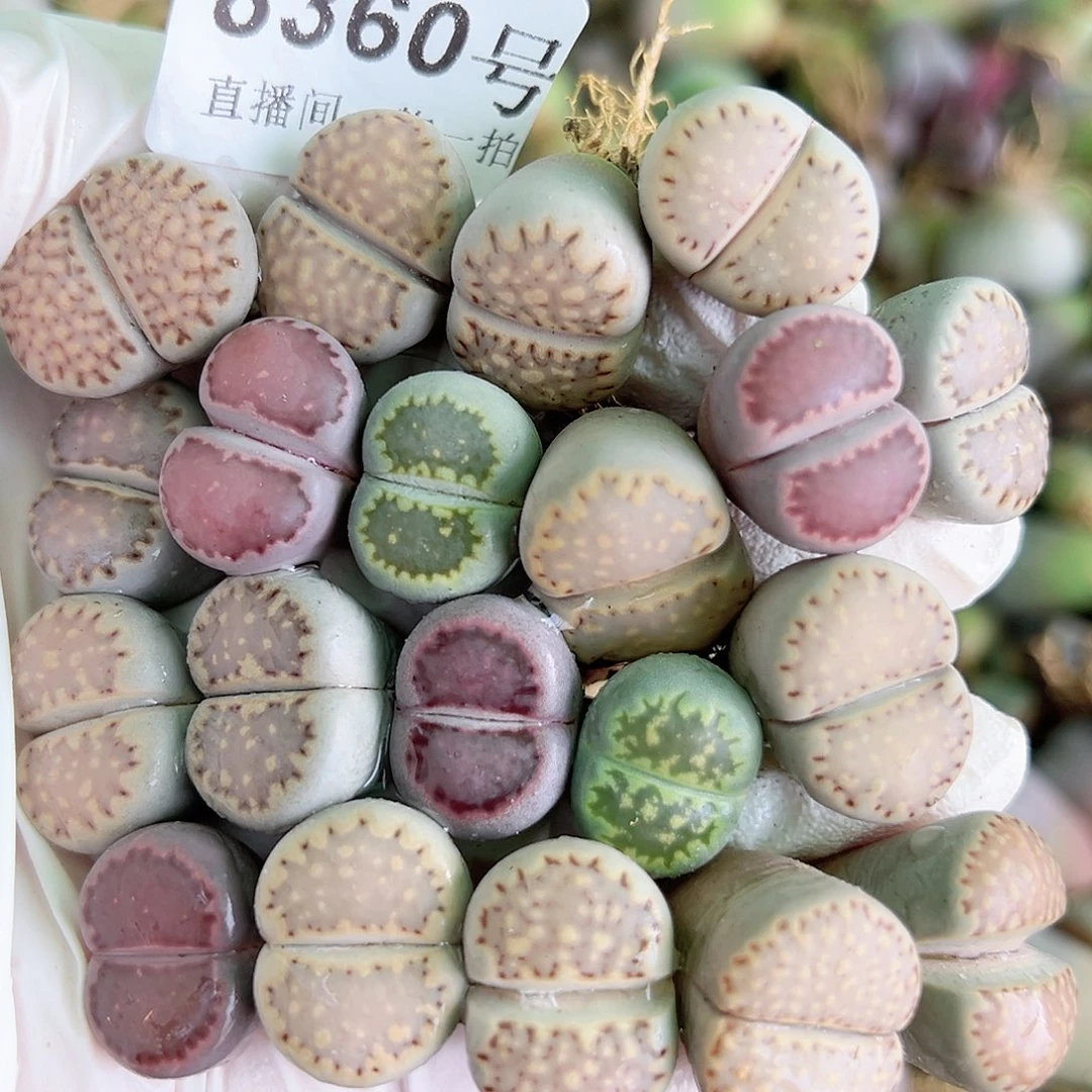 8360四年彩饼干20个1.5-2cm打包出