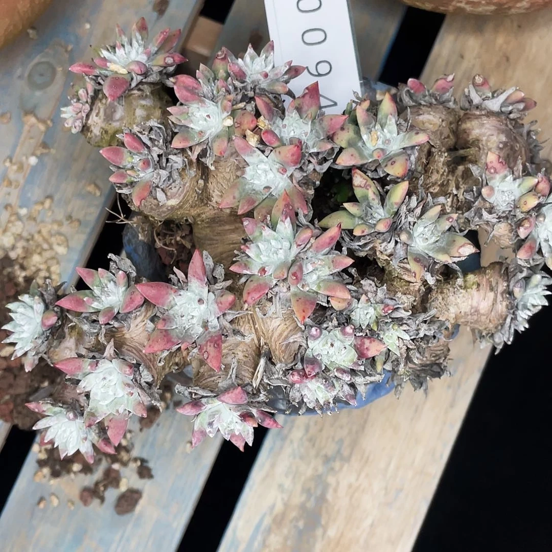 瑕疵不售后仙女0094