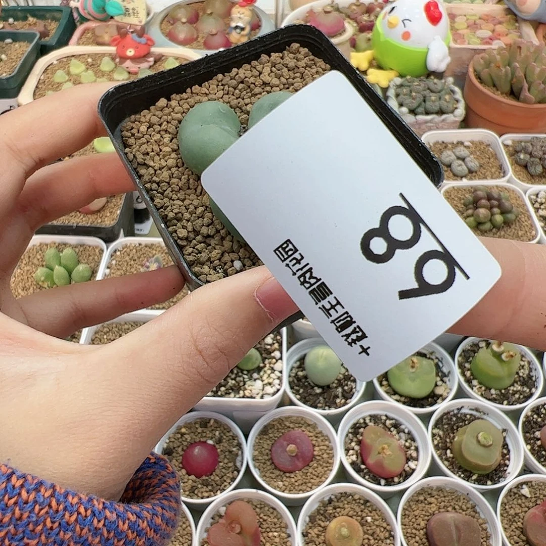 【闪购商品】68 新年福利