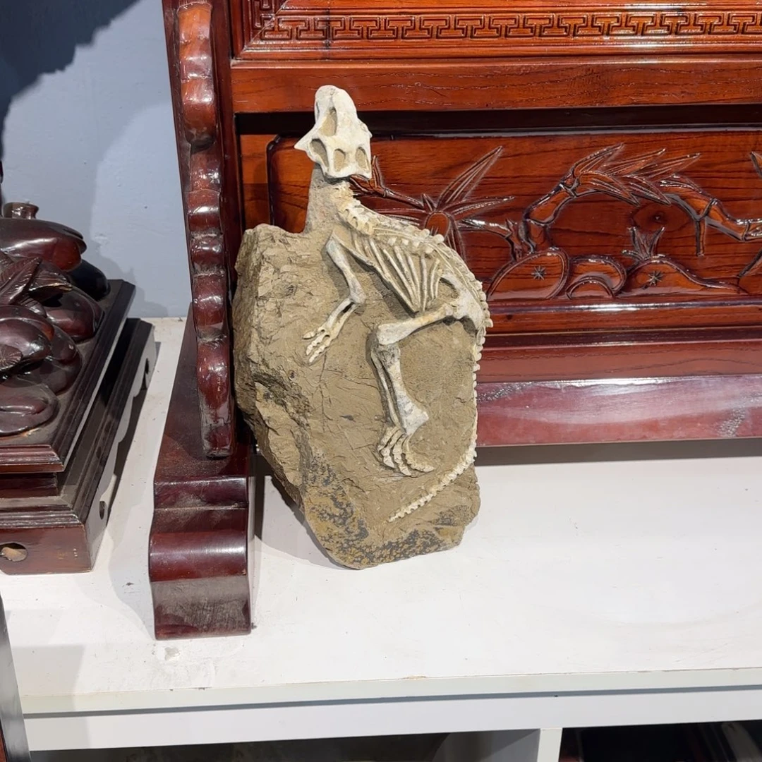 孙***飞鹦鹉嘴龙摆件的一个