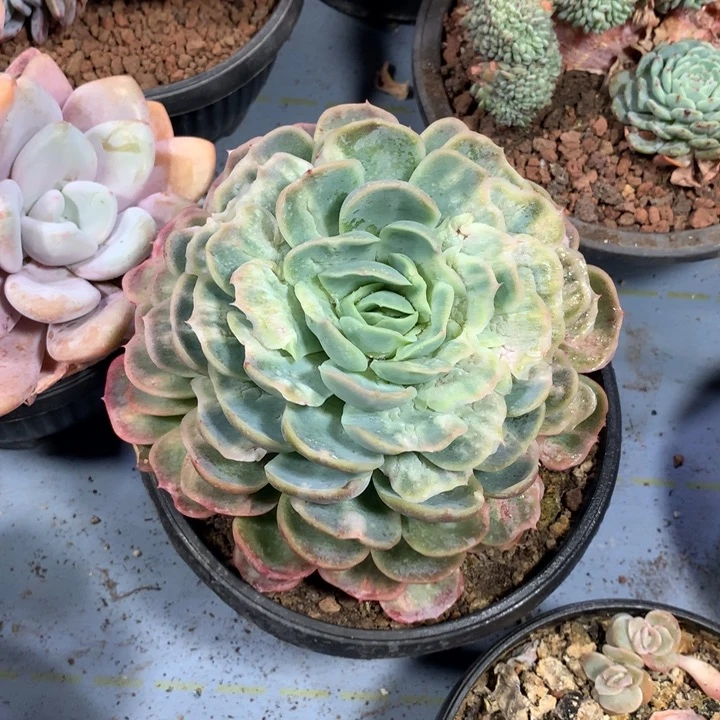 泡泡沙石化，一物一拍