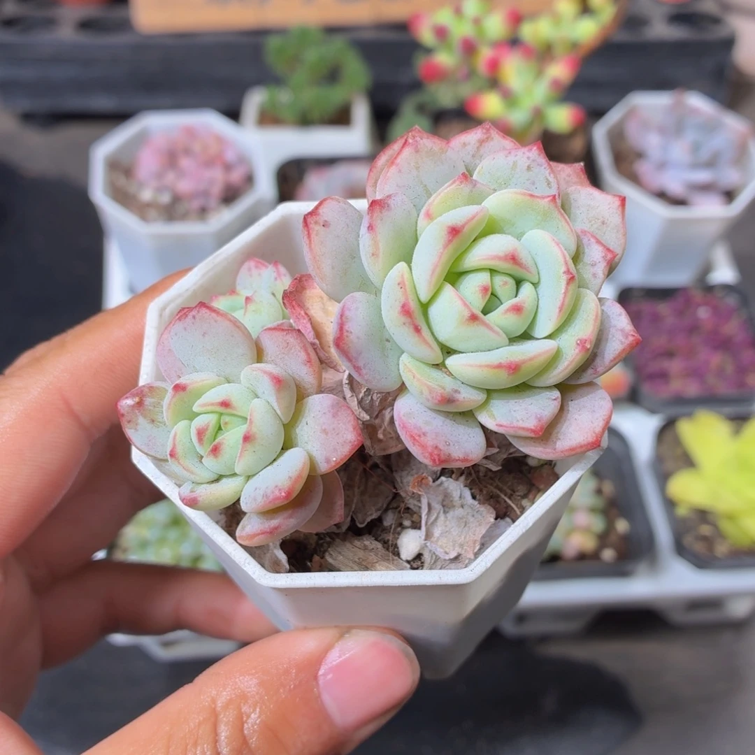 香草多肉9.9包邮发货