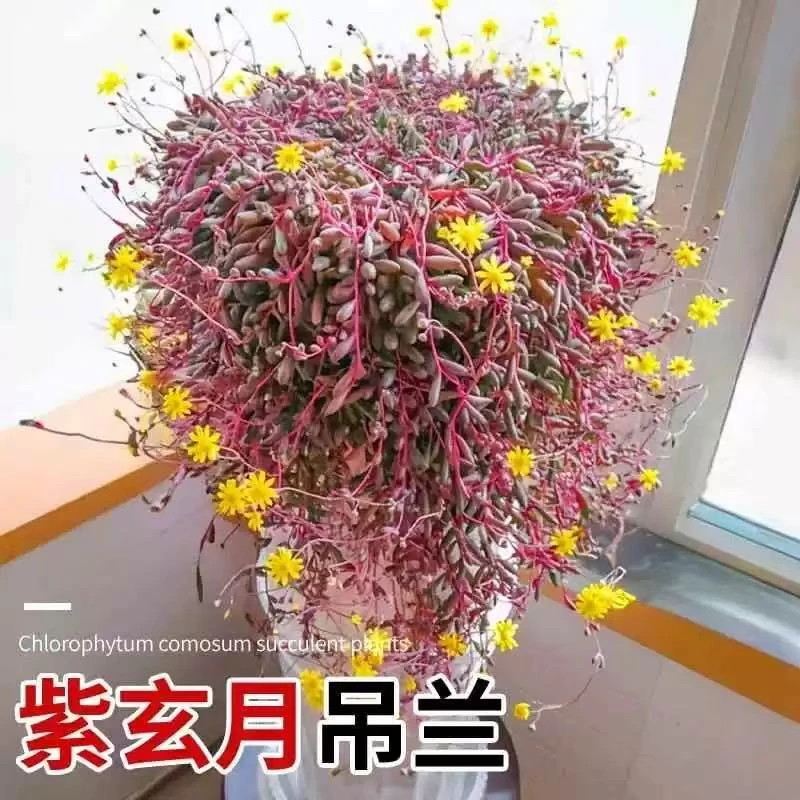 零花钱多肉 紫玄月 多肉植物 种植 施肥